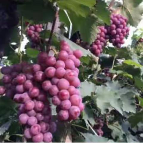 时发葡萄🍇熟了！开始全国招商啦……