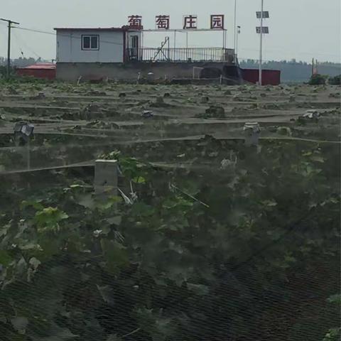 立秋后！吃时发葡萄的,都看看,别说我没告诉你哦!请大家注意：《时发葡萄》这是商标哦！