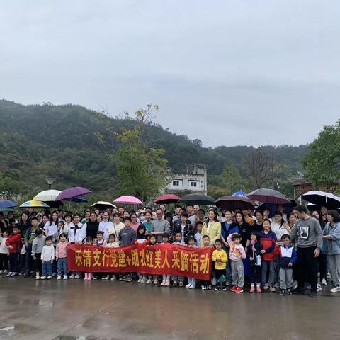 建行乐清支行开展党建+助农红美人采摘活动