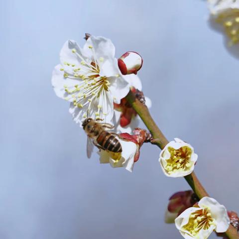 蜂花香雪海