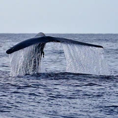 斯里兰卡行——观鲸记