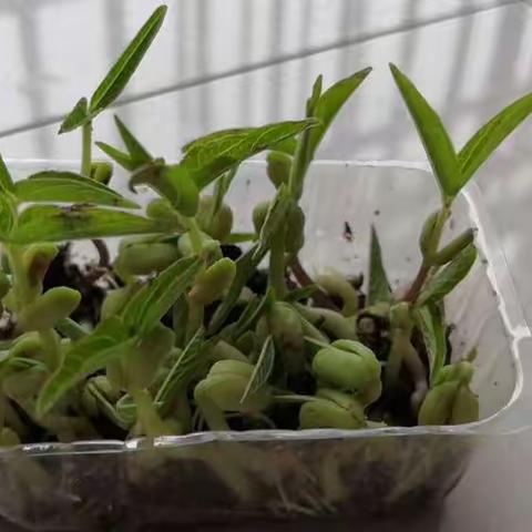 小小豆芽真神奇——实验小学四（14）班谢佳颖