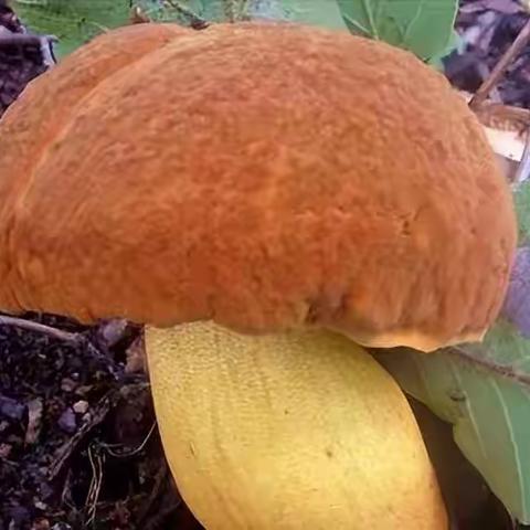 追阳人的回忆—— 云南的菌（一、美味的牛肝菌）