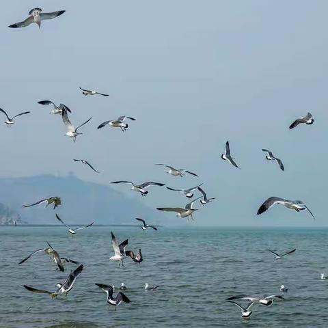 游蓬莱遇到海鸥