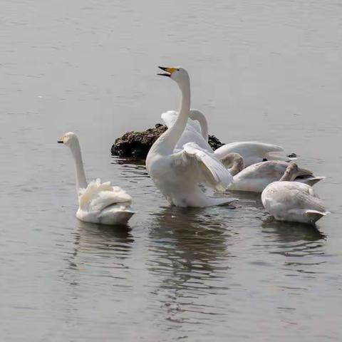 天鹅你好---定格于2019年3月