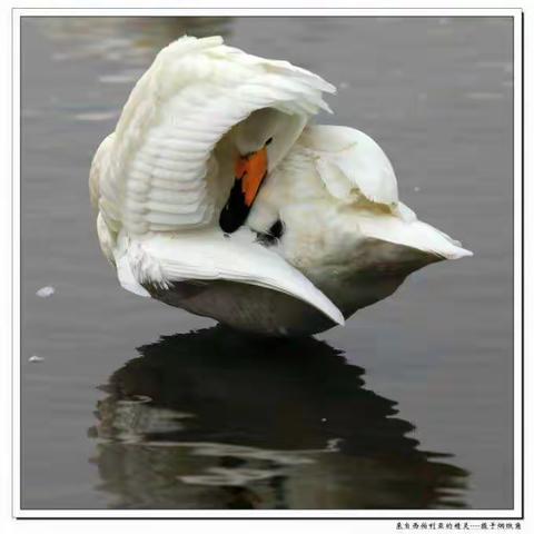烟墩角天鹅--潇洒做顽仙摄