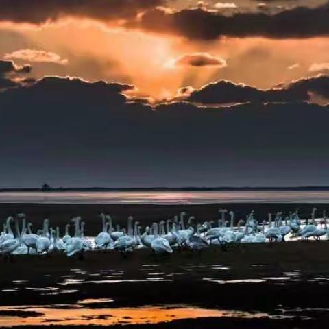 天鹅……摄于烟墩角2006.2