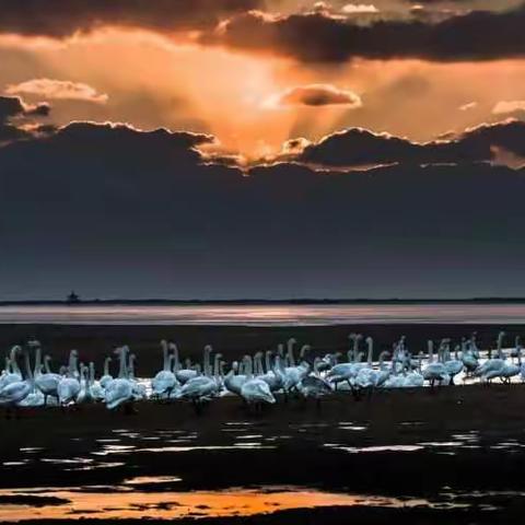 来自西伯利亚的精灵-摄于烟墩角