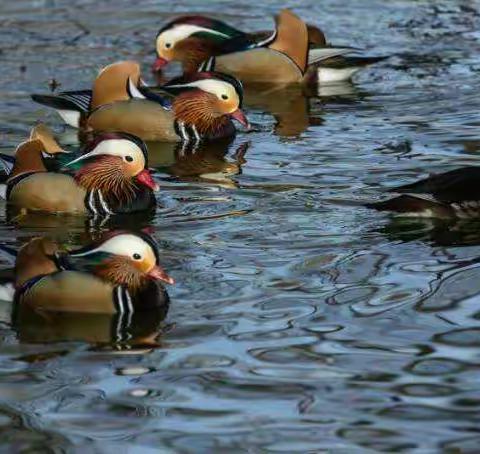 鸳鸯戏水报春来……摄于龙潭湖
