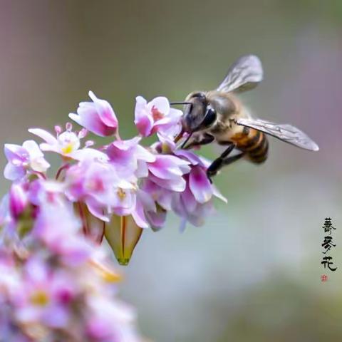 赏荞麦花