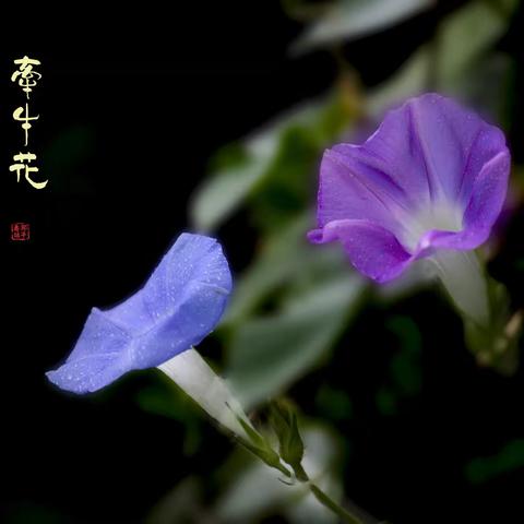 小小牵牛花