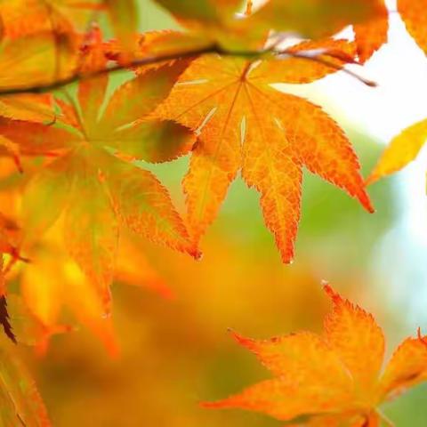 教研促发展 砥砺谋新篇       ——龙亭区毕业班数学教研组开展线上教研活动