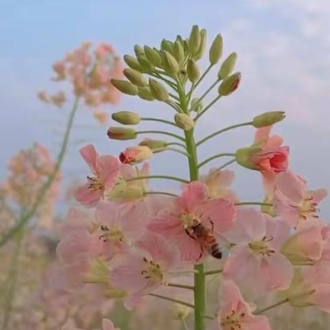 别样的学习，家校合力待花开———漕河镇大路铺小学“在家如在校，停课不停学”第二阶段工作纪实