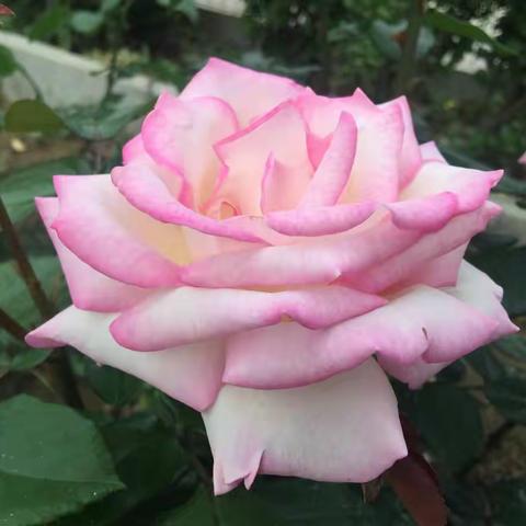 南地小学----又是一年花开季