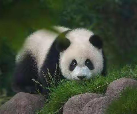 我的动物朋友