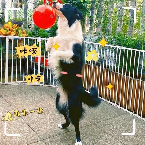 小二班班本课程：《可爱的狗狗》