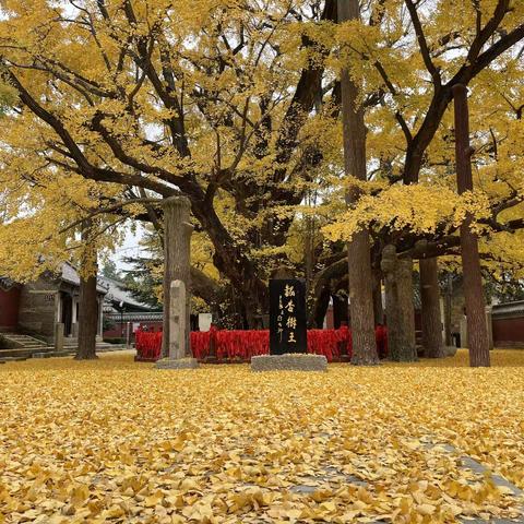 凝心聚力抗疫情，居家学习共成长——阎庄中学7.6班居家学习纪实