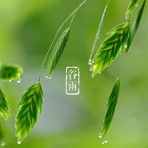 谷雨时节——识谷雨