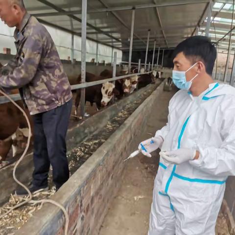 甘沟镇扎实开展秋季动物集中免疫，筑牢畜牧防疫“安全网”