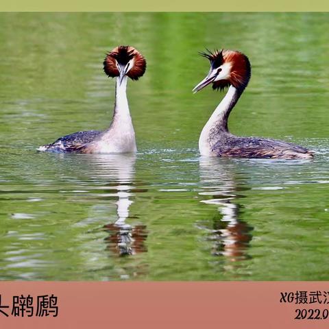 凤头䴙䴘的，热恋生活