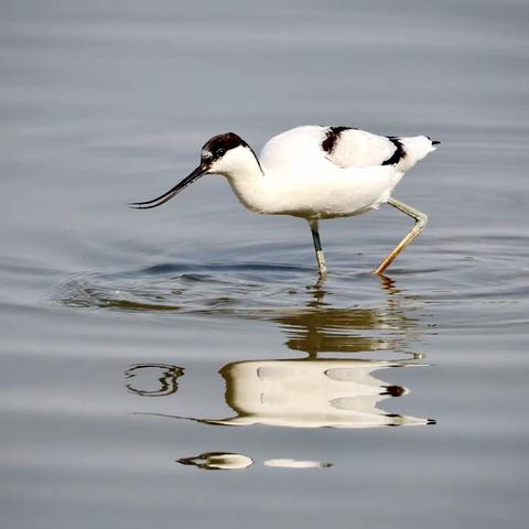 罕见的鸟，—反嘴鹬