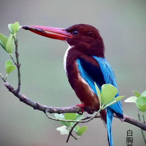 最美的飞禽之一，白胸翡翠