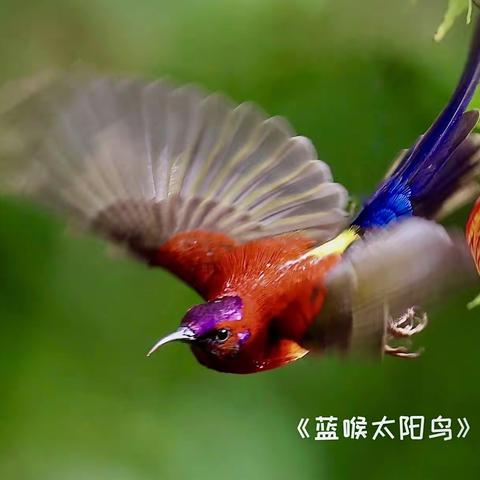 “东方蜂鸟"—，太阳鸟