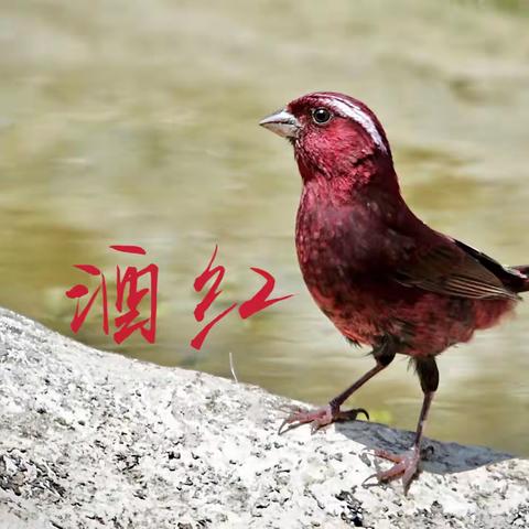 利川齐岳山的，《酒红朱雀》