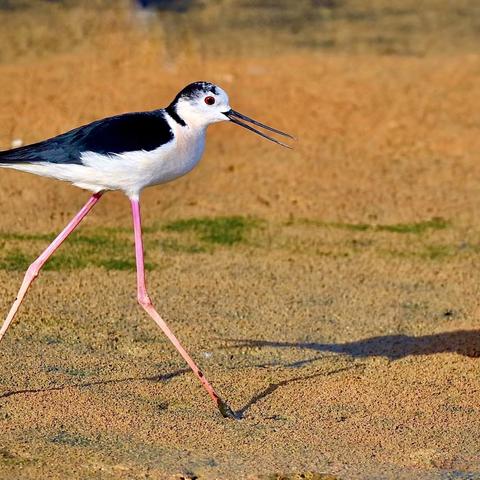 “红腿娘子”—，黑翅长脚鹬