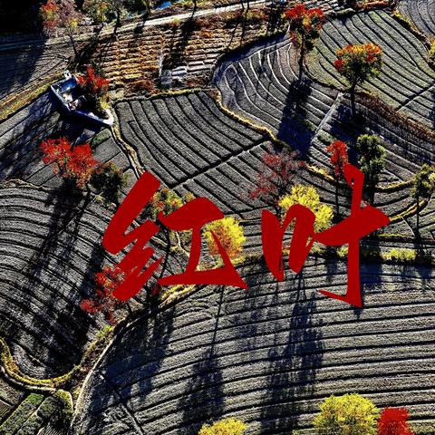 大别山，—罗田乌桕红