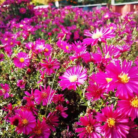 繁花似锦绣，硕果弯枝头，牵手长寿乡，国庆喜游走！