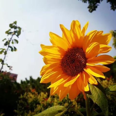 秋阳秋花秋果秋韵