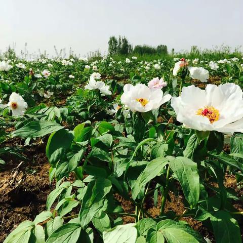 不负春光，不负己！ 最美不过你！