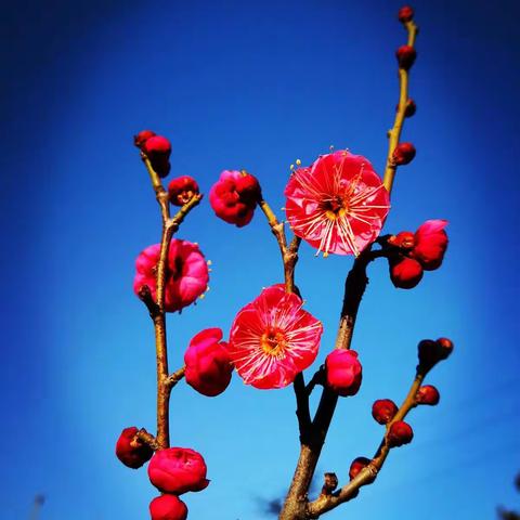 梅花香自苦寒来