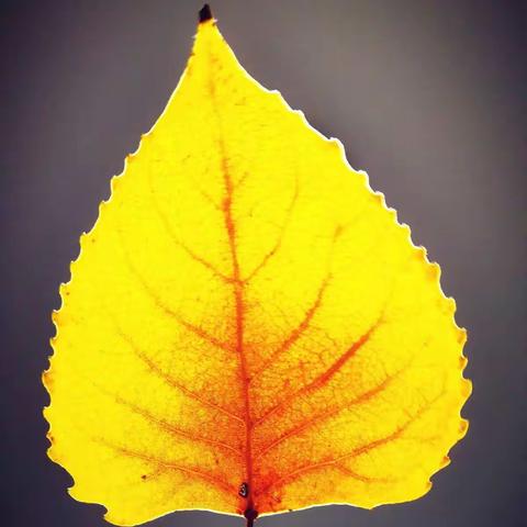 秋叶秋树秋果秋色