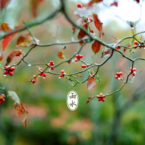 ＂草木萌动，雨水有约＂——平邑兴蒙学校幼儿园中一班雨水节气活动 周记（1）