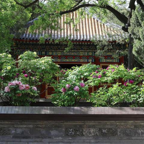 花艳紫禁城——故宫牡丹