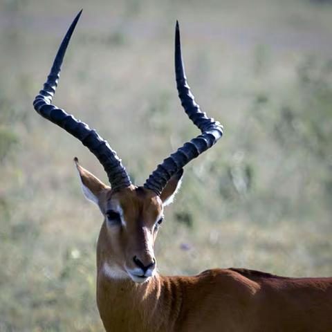 兽类------实录肯尼亚(六)