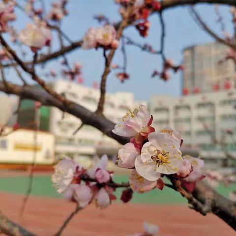 学科测试展风采，素质教育促发展——殷都实验小学（安阳幸福小学）六年级学科能力测试活动