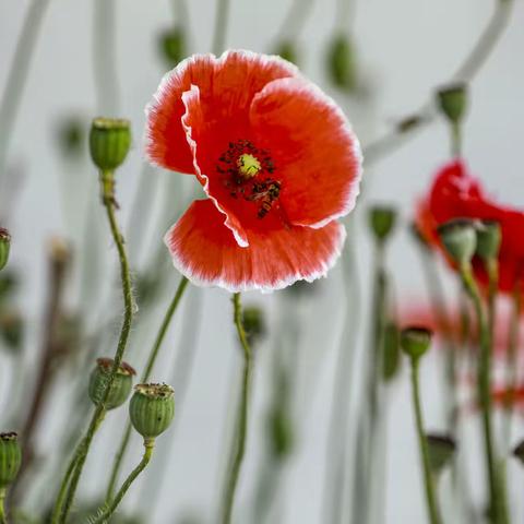虞美人，花儿随拍