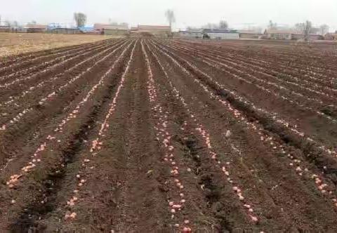 全面推进乡村振兴】公主岭市大岭镇毛葱变身“金疙瘩”