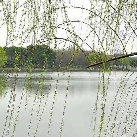 北展幼儿园中二班线上教学活动——时光不语，静待花开🌻