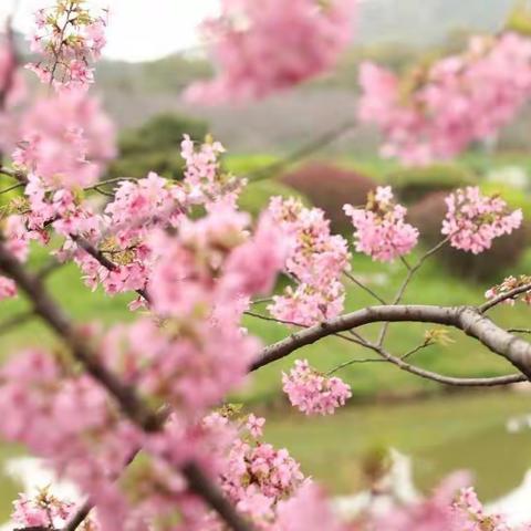 特殊时期   特别成长——海口二中高一政治备课组网课教学总结