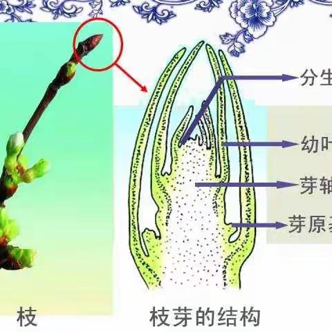 生物演讲搞