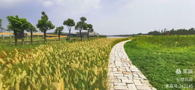 无花果大概多少钱一斤