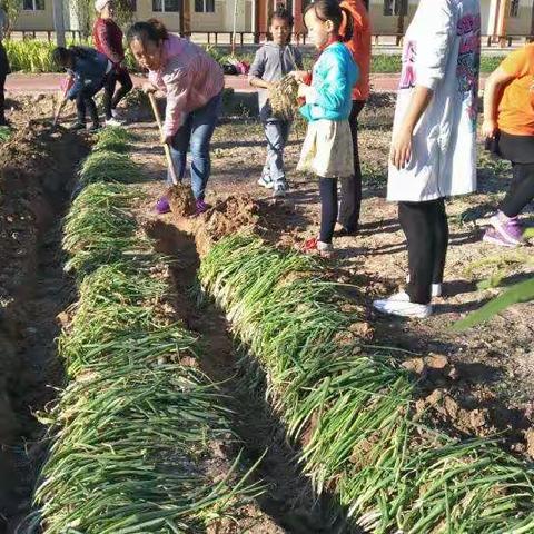 十六小学二年级（3）班护田小分队