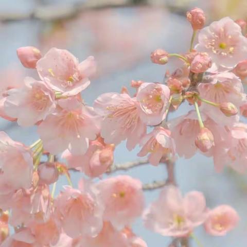 “停课不停学”——禄口万象路幼儿园大班“居家生活指导”第三期3