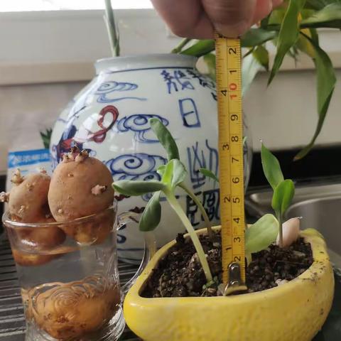 103班卢佳宁的向日葵🌻和玉米🌽发芽进展