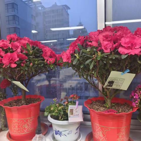 生活因你而精彩—6（4）中队学校纪实