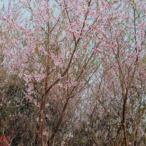 面朝大海，春暖花开🌸🌸🌸